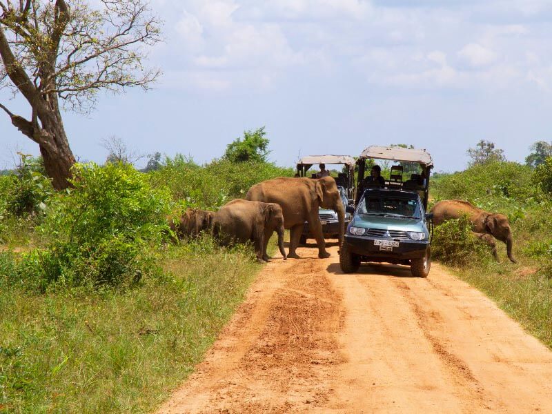 Safari im Udawalawe Nationalpark